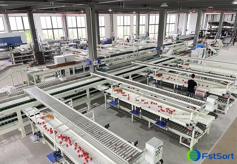 images/1656488278498equipo de clasificación de tomate.jpg